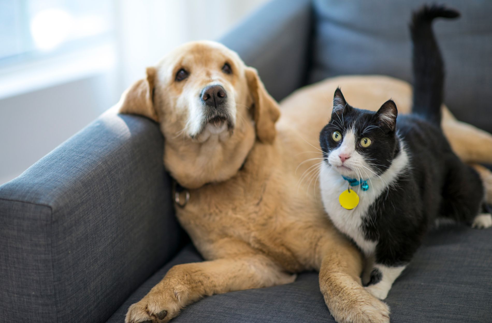 pet dander